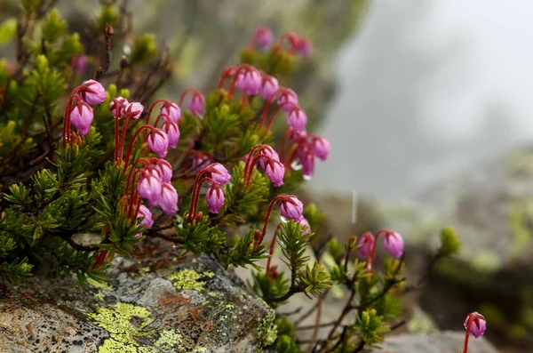 Μαύρο άνθος Crowberry στα βουνά της Σιβηρίας Chamar Daban με σταγόνες νερού μετά τη βροχή — Φωτογραφία Αρχείου