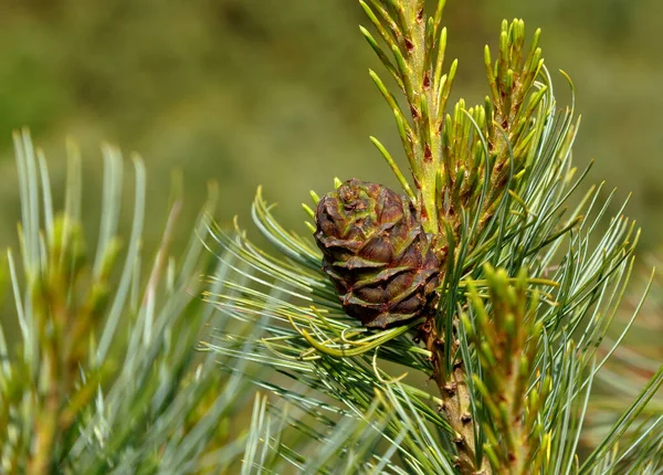 Dua kerucut pohon cemara pinus pada cabang pohon hijau pada hari yang cerah dengan latar belakang kabur Stok Gambar Bebas Royalti