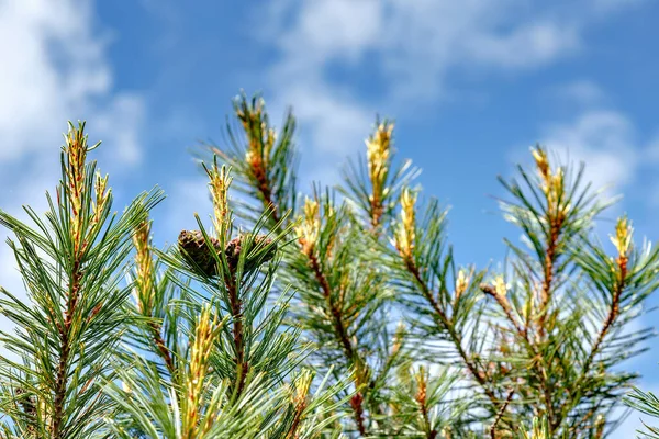 Dua pohon cemara pinus kerucut pada pohon hijau pada hari yang cerah dengan langit biru dengan beberapa brunches lainnya Stok Foto Bebas Royalti