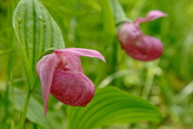Vahşi ormanda iki Cypripedium Macranthon çiçeği, seçici odak