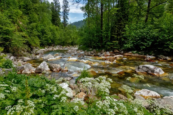 Flusswasser im Gebirgstal fließt mit Wald und wilden Blumen und blauem Himmel Stockbild
