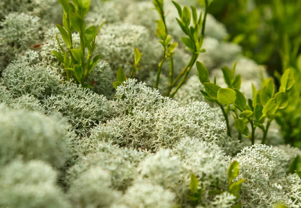 シベリアの山の中で柔らかい焦点でブルーベリーの植物とレインディカの苔 — ストック写真