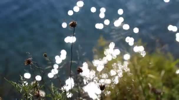 Ondeando tallos de hierba en la superficie de agua ondulada desenfocada con resplandor solar, escena con juego de luz en la orilla del lago Baikal. — Vídeo de stock