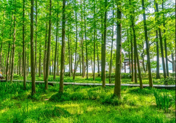 Zöld Erdő Parkban — Stock Fotó