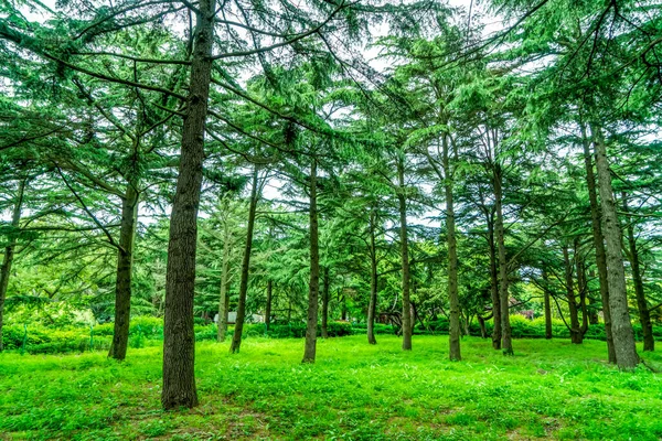 Zöld Zöld Erdő Parkban — Stock Fotó