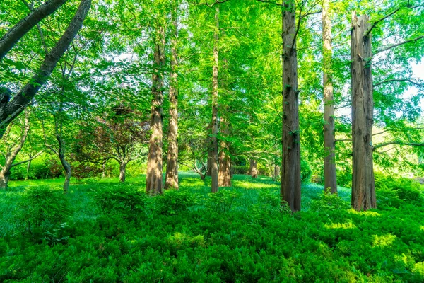 Skogs Och Sjögrön Skog — Stockfoto