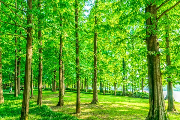 Herbe Bois Verts Dans Parc — Photo