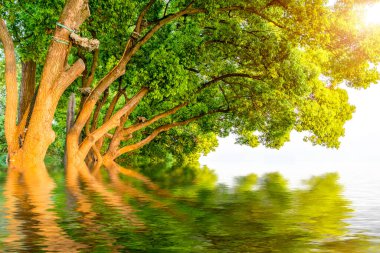 Park ve orman gölü