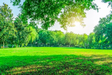 Parktaki çimenler ve yeşil ağaçlar