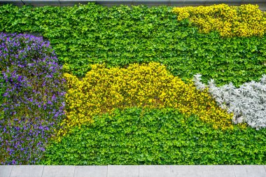 Çin parkında renkli çiçek tarhı