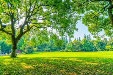 Parktaki çimenler ve yeşil ağaçlar