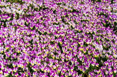 Çin 'de çiçek arkaplan duvarı