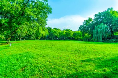 Parktaki çimenler ve yeşil ağaçlar