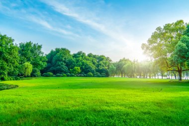 Parktaki çimenler ve yeşil ağaçlar