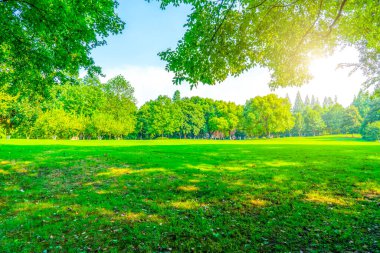 Parktaki çimenler ve yeşil ağaçlar