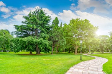 Parktaki yeşil orman