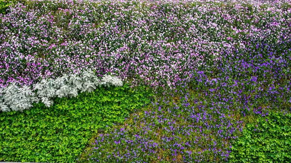 中国の公園でカラフルな花壇 — ストック写真