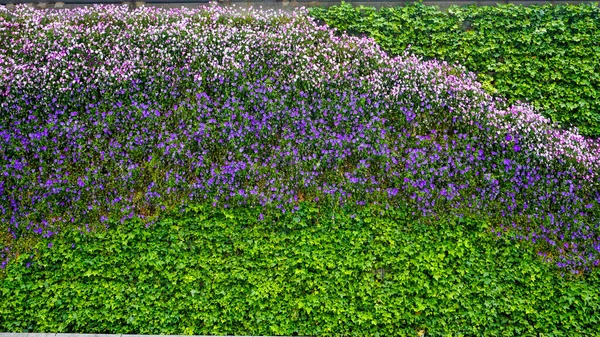 Colorido Canteiro Flores Parque China Fotos De Bancos De Imagens Sem Royalties