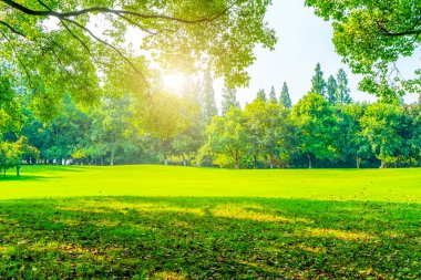 Parktaki çimenler ve yeşil ağaçlar