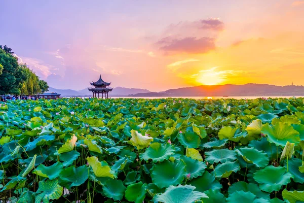 Lotus Sunset Clouds Ancient Pavilion West Lake — Stock Photo, Image