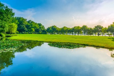 Parktaki çimenler ve yeşil ağaçlar