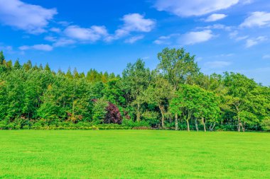 Parktaki güzel yeşil orman