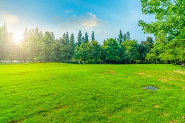 Parktaki çimenler ve yeşil ağaçlar