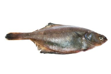 Beyaz arkaplan üzerinde düz