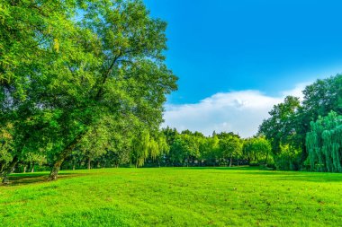 Park güneşli çayırlık yeşil önlükler