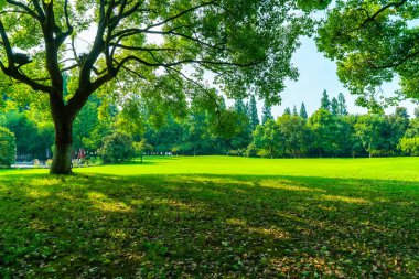 Parktaki yeşil ağaçlar
