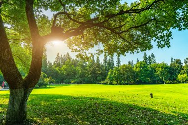 Parktaki yeşil ağaçlar