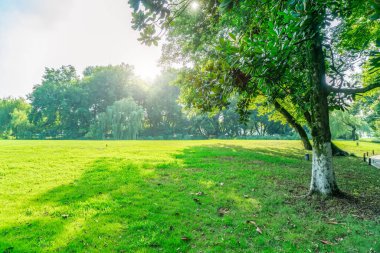 Park güneşli çayırlık yeşil önlükler