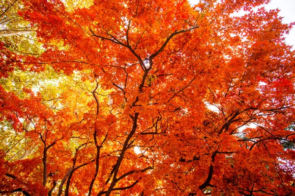 Belles Feuilles Rouges Dans Autum — Photo