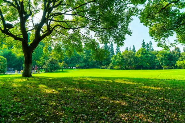 Зеленые Деревья Парке — стоковое фото