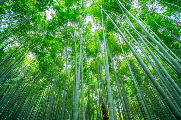 Bosque Bambú Verde Fresco — Foto de Stock