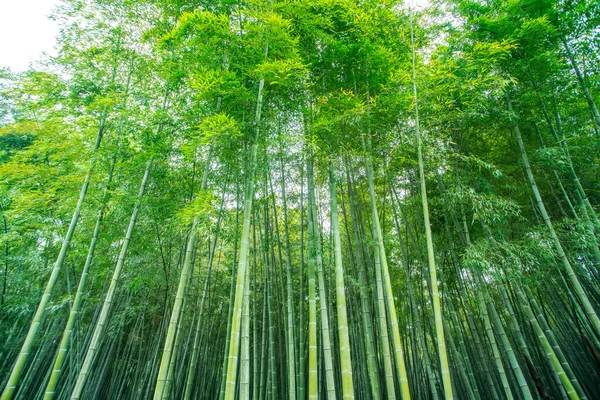 Sol Bosque Bambú Verde — Foto de Stock