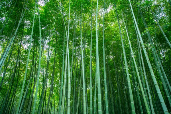 Solsken Och Grön Bambuskog — Stockfoto
