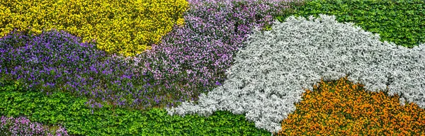 Barevné Květinové Záhony Parku Číně — Stock fotografie