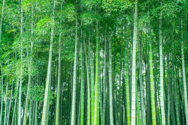 緑竹林の背景材 — ストック写真