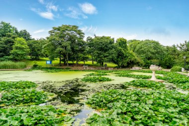 Parktaki çimenler ve ağaçlar mavi gökyüzünün altında