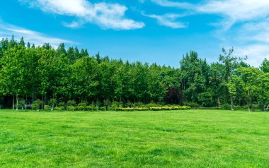 Parktaki çimenler ve ağaçlar mavi gökyüzünün altında