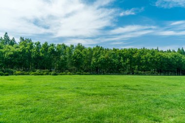 Parktaki çimenler ve ağaçlar mavi gökyüzünün altında