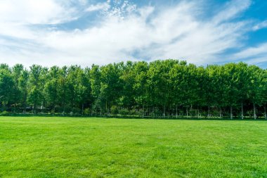 Parktaki çimenler ve ağaçlar mavi gökyüzünün altında