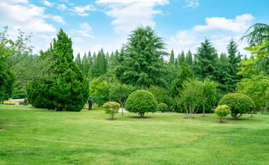 Parktaki çimenler ve ağaçlar mavi gökyüzünün altında