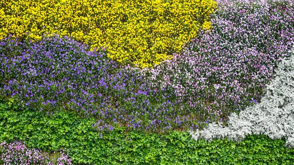 中国の公園でカラフルな花壇 — ストック写真