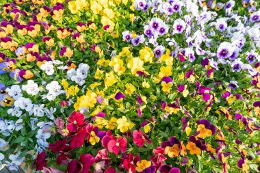 Yeşil bitki duvarı