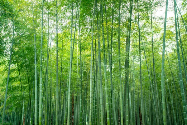 Sol Bosque Bambú Verde — Foto de Stock
