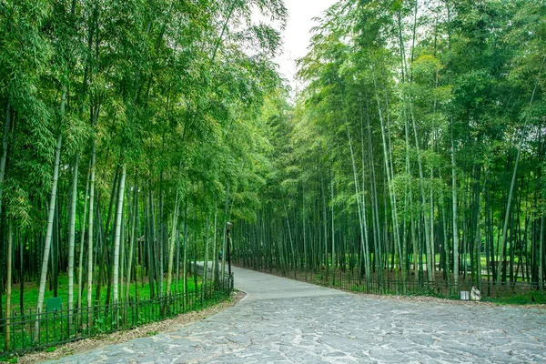 Jardín Bamboo Sendero Forestal Bambú Parque —  Fotos de Stock