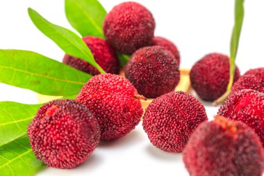 Beyaz arkaplanda organik bayberry