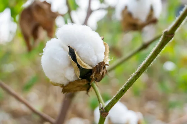 Cotton Grown Rural Farmland — Stock Photo, Image